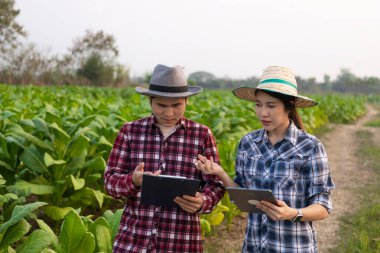 Asyalı bahçıvan kadın ve erkek elinde tablet tutarak tütün tarlalarındaki bitki büyümesini inceliyor. Tarım araştırmaları kavramları ve Tayland 'da tütün tarlası ekinlerinin kaliteli gelişimi. tütün konsepti