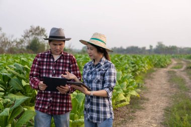 Asyalı bahçıvan kadın ve erkek elinde tablet tutarak tütün tarlalarındaki bitki büyümesini inceliyor. Tarım araştırmaları kavramları ve Tayland 'da tütün tarlası ekinlerinin kaliteli gelişimi. tütün konsepti