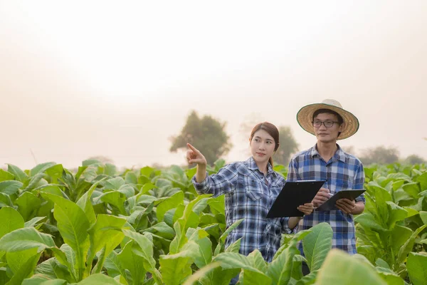 Asijská Zahradnice Muž Držící Tablet Zkoumají Růst Rostlin Tabákových Plantážích — Stock fotografie