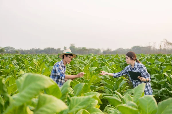 Asijská Zahradnice Muž Držící Tablet Zkoumají Růst Rostlin Tabákových Plantážích — Stock fotografie