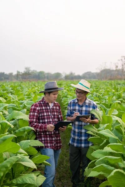 Dva Asijští Zahradníci Drží Tabletu Aby Zkontrolovali Růst Rostlin Tabákové — Stock fotografie