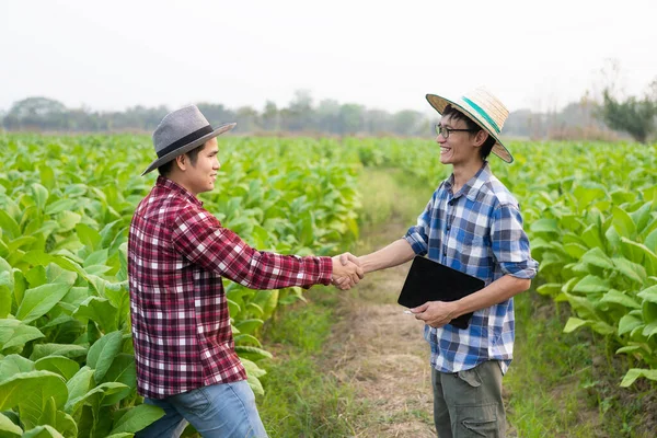 Kaksi Aasialainen Mies Puutarhurit Tilalla Tabletit Käsi Kädessä Tupakka Plantaasilla — kuvapankkivalokuva