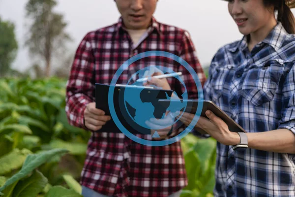 Aziatische Tuinman Vrouw Man Holding Tablet Onderzoeken Plantengroei Tabaksplantage Landbouwonderzoek — Stockfoto