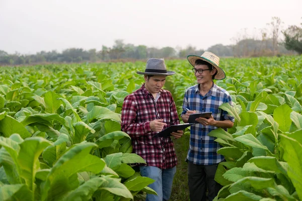 Dva Asijští Zahradníci Drží Tabletu Aby Zkontrolovali Růst Rostlin Tabákové — Stock fotografie