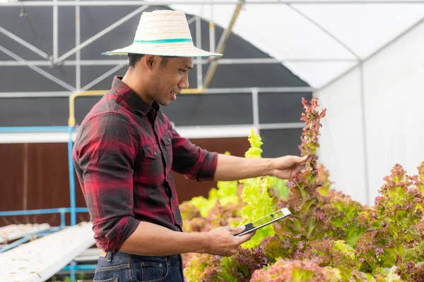 Happy Black Pew Asian farmer proudly standing in organic lettuce greenhouse garden. Young male salad garden owner working on a hydroponic vegetable farm. Healthy food and vegan food in the garden