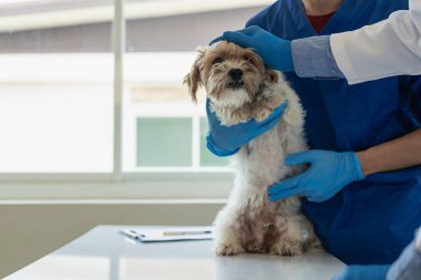 Genç Asyalı veteriner şirin Shih Tzu köpeğini veteriner kliniğinde steteskopla muayene ediyor, evcil hayvanlar için sağlık ve ilaç kavramı. Veterinerde küçük şirin bir köpek muayene edildi. Klinikte.