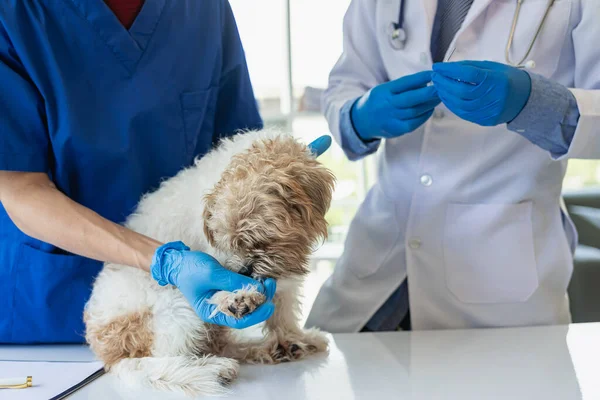 Genç Asyalı veteriner şirin Shih Tzu köpeğini veteriner kliniğinde steteskopla muayene ediyor, evcil hayvanlar için sağlık ve ilaç kavramı. Veterinerde küçük şirin bir köpek muayene edildi. Klinikte.