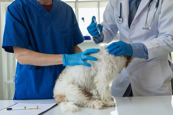 若いアジアの獣医師は 獣医診療所でかわいいShi Tzu犬 ペットのためのヘルスケアと医学の概念を調べています 獣医師に検査された可愛い犬 クリニックで — ストック写真