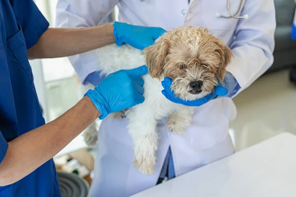 Νεαρός Ασιάτης Κτηνίατρος Κάθεται Εξέταση Χαριτωμένο Σκυλί Shih Tzu Στηθοσκόπιο Εικόνα Αρχείου