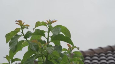 Yeşil yapraklara sabitlenmiş su damlacıkları Tropik ormanlarda yağmurlu bir günde Ağaçlara yağar, mevsime göre yapraklar yağar.