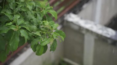 Yeşil yapraklara sabitlenmiş su damlacıkları Tropik ormanlarda yağmurlu bir günde Ağaçlara yağar, mevsime göre yapraklar yağar.