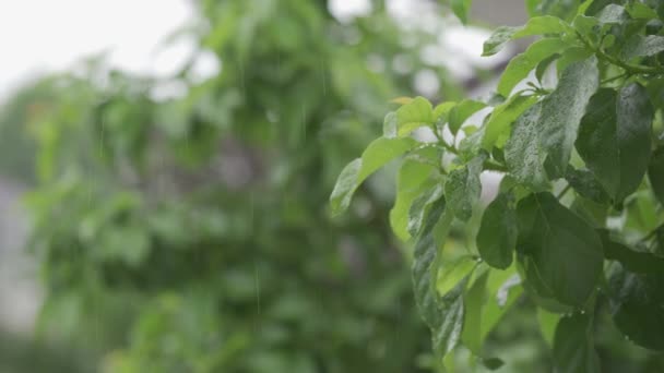 Yeşil Yapraklara Sabitlenmiş Damlacıkları Tropik Ormanlarda Yağmurlu Bir Günde Ağaçlara — Stok video