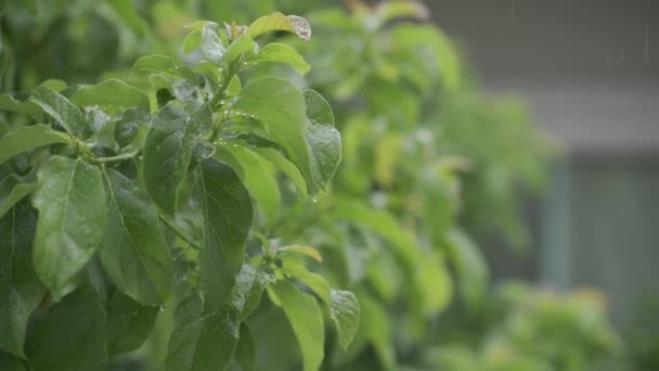 Waterdruppels Gefixeerd Groene Bladeren Regendag Het Tropisch Woud Regen Valt — Stockvideo