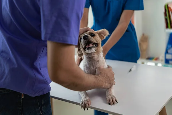 Little dog at the veterinarian examination Veterinarian and assistant working on health examination of pet dog in modern veterinary clinic with professional doctor in charge