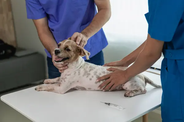 Little dog at the veterinarian examination Veterinarian and assistant working on health examination of pet dog in modern veterinary clinic with professional doctor in charge