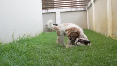 İki küçük Shih Tzu köpeği evin yanındaki çimenlerde mutlu mesut oynuyorlar. Ağır çekim 4K video.