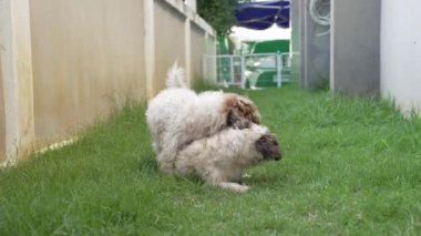 İki küçük Shih Tzu köpeği evin yanındaki çimenlerde mutlu mesut oynuyorlar. Ağır çekim 4K video.