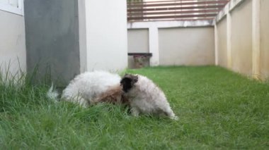 İki küçük Shih Tzu köpeği evin yanındaki çimenlerde mutlu mesut oynuyorlar. Ağır çekim 4K video.