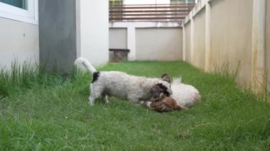 İki küçük Shih Tzu köpeği evin yanındaki çimenlerde mutlu mesut oynuyorlar. Ağır çekim 4K video.