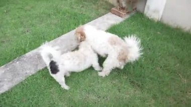 İki küçük Shih Tzu köpeği evin yanındaki çimenlerde mutlu mesut oynuyorlar. 4K video.