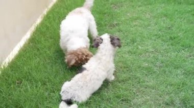 İki küçük Shih Tzu köpeği evin yanındaki çimenlerde mutlu mesut oynuyorlar. 4K video.