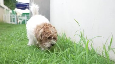 İki küçük Shih Tzu köpeği evin yanındaki çimenlerde mutlu mesut oynuyorlar. 4K video.