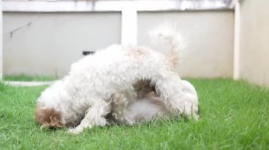 İki küçük Shih Tzu köpeği evin yanındaki çimenlerde mutlu mesut oynuyorlar. 4K video.