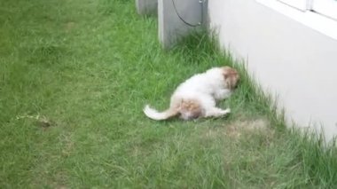 İki küçük Shih Tzu köpeği evin yanındaki çimenlerde mutlu mesut oynuyorlar. 4K video.