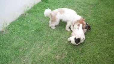 İki küçük Shih Tzu köpeği evin yanındaki çimenlerde mutlu mesut oynuyorlar. 4K video.