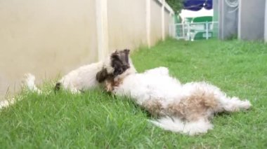 İki küçük Shih Tzu köpeği evin yanındaki çimenlerde mutlu mesut oynuyorlar. 4K video.