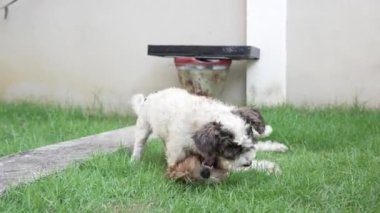 İki küçük Shih Tzu köpeği evin yanındaki çimenlerde mutlu mesut oynuyorlar. 4K video.