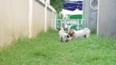 İki küçük Shih Tzu köpeği evin yanındaki çimenlerde mutlu mesut oynuyorlar. 4K video.