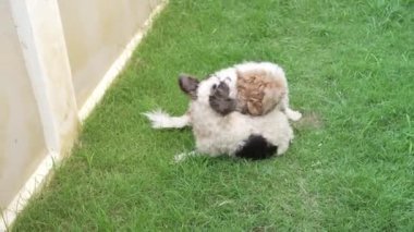 İki küçük Shih Tzu köpeği evin yanındaki çimenlerde mutlu mesut oynuyorlar. 4K video.