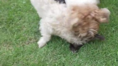 İki küçük Shih Tzu köpeği evin yanındaki çimenlerde mutlu mesut oynuyorlar. 4K video.