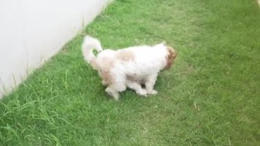 İki küçük Shih Tzu köpeği evin yanındaki çimenlerde mutlu mesut oynuyorlar. 4K video.