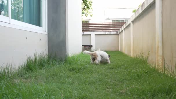 Dos Pequeños Perros Shih Tzu Juegan Felizmente Hierba Junto Casa — Vídeo de stock