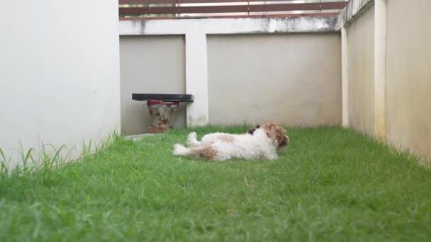 两只小石子狗快乐地在房子旁边的草地上玩耍 慢速4K视频 — 图库视频影像