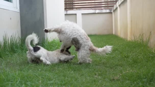 Två Små Shih Tzu Hundar Leker Glatt Gräset Bredvid Huset — Stockvideo