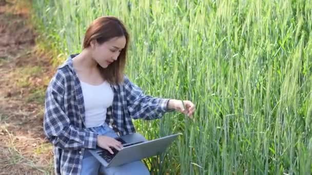 アジアの女性が畑で働き 収穫した女性の収入を計画し 米農場で小麦生産の品質管理を検査します 農業と収穫コンセプト — ストック動画