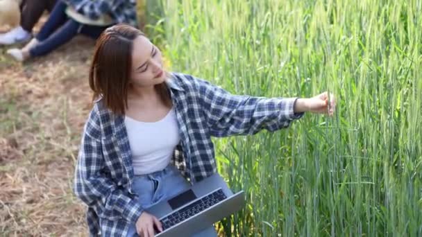 アジアの女性が畑で働き 収穫した女性の収入を計画し 米農場で小麦生産の品質管理を検査します 農業と収穫コンセプト — ストック動画