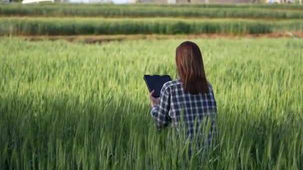 Tarlada Çalışan Asyalı Kadın Hasatçı Kadından Gelecek Geliri Araştırıyor Pirinç — Stok video