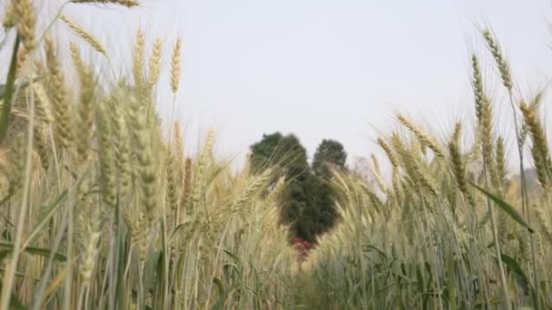 Goldene Gerstenfelder Wiegen Sich Der Leichten Sommerbrise Einem Schönen Sonnigen — Stockvideo