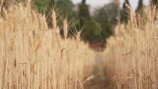 Goldene Gerstenfelder Wiegen Sich Der Leichten Sommerbrise Einem Schönen Sonnigen — Stockvideo