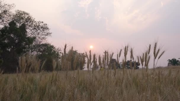 Поля Золотого Ячменю Ширяють Світлому Літньому Бризі Красивому Сонячному Вечорі — стокове відео
