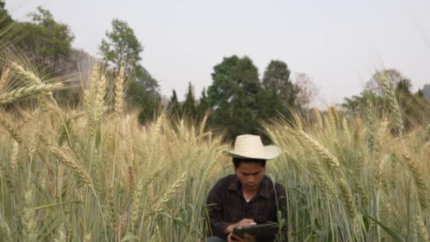 アジアの男性農家は緑の小麦畑を歩き タブレットを使用して植物の成長を研究し アグロニストは大麦を探検し 有機食品と健康的な食事の概念 — ストック動画