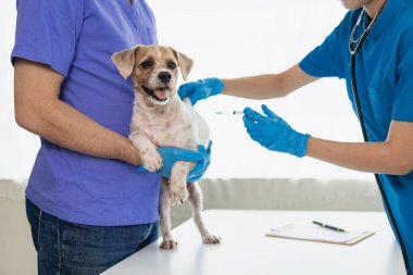 İlaç konsepti - Klinikte bir köpeğin ve veteriner doktorun elinin yakınlaştırılması ve danışma sırasında veteriner doktorla iletişim kurması.