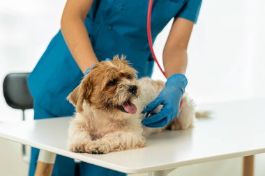 Genç Asyalı veteriner şirin Shih Tzu köpeğini veteriner kliniğinde steteskopla muayene ediyor, evcil hayvanlar için sağlık ve ilaç kavramı. Veterinerde küçük şirin bir köpek muayene edildi. Cl 'da