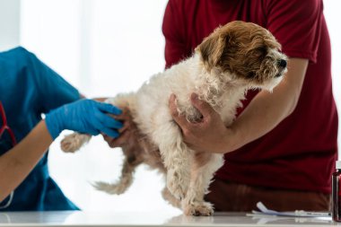 Genç Asyalı veteriner şirin Shih Tzu köpeğini veteriner kliniğinde steteskopla muayene ediyor, evcil hayvanlar için sağlık ve ilaç kavramı. Veterinerde küçük şirin bir köpek muayene edildi. Cl 'da