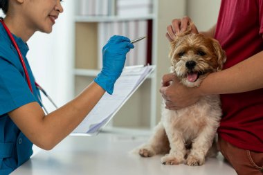 Genç Asyalı veteriner şirin Shih Tzu köpeğini veteriner kliniğinde steteskopla muayene ediyor, evcil hayvanlar için sağlık ve ilaç kavramı. Veterinerde küçük şirin bir köpek muayene edildi. Cl 'da