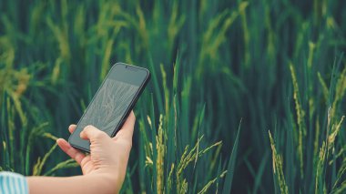 Genç çiftçiler pirinç tarlalarındaki pirinç çeşitliliğini araştırmak ve incelemek için dizüstü bilgisayar tabletleri kullanıyorlar. Pirinç tarlalarında çalışan akıllı çiftçiler. Modern çiftçilerin teknolojiyi kullanması kavramı.